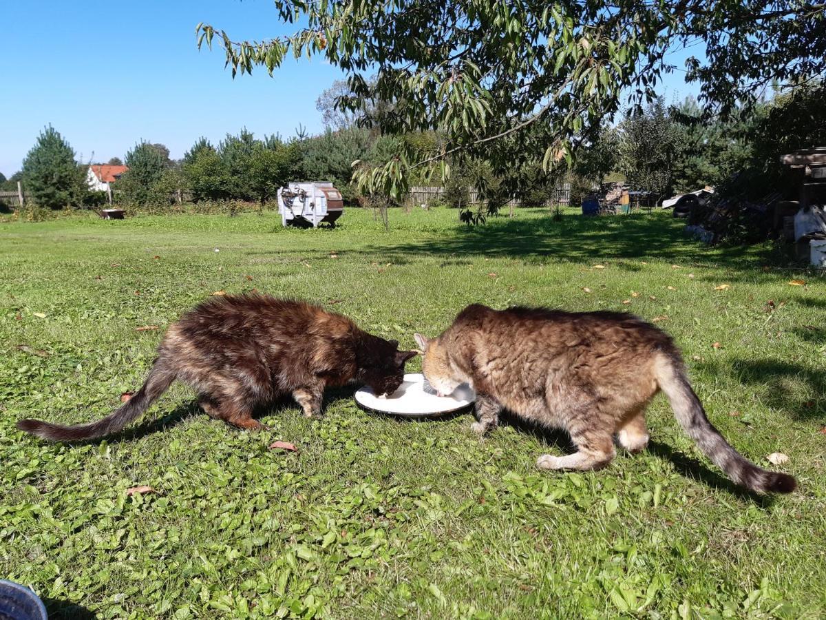 Agroturystyka Tam Gdzie Sosny Ścinawka Dolna Dış mekan fotoğraf