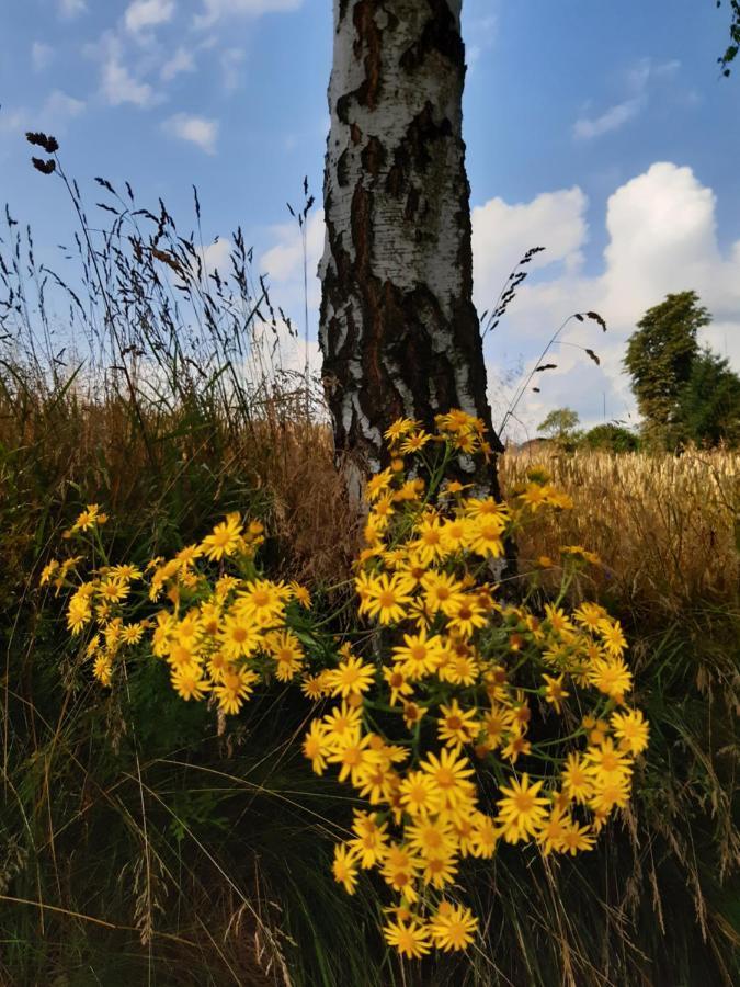 Agroturystyka Tam Gdzie Sosny Ścinawka Dolna Dış mekan fotoğraf